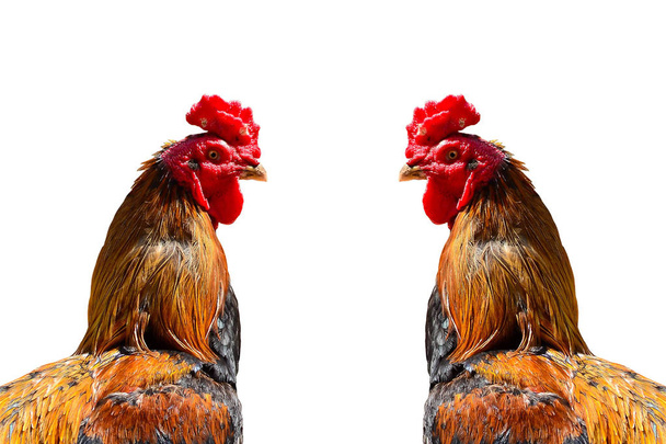 Csirke fej elszigetelt fehér háttér - Fotó, kép