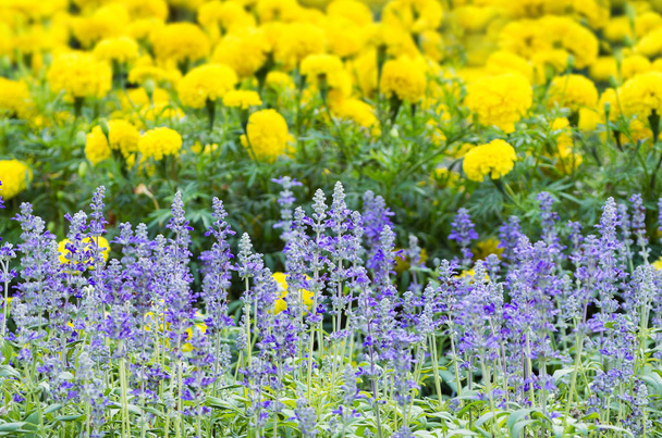 blauwe salvia bloemen - Foto, afbeelding