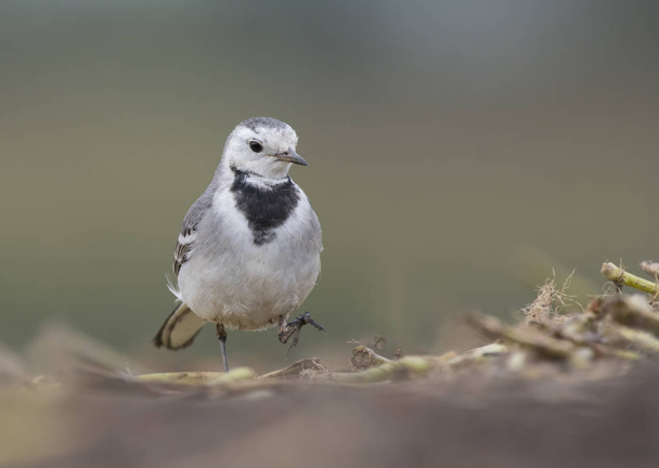 The White Wagtail - Photo, Image