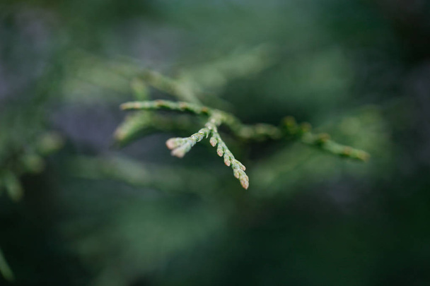Verde seto de Thuja árboles. Platycladus orientalis  - Foto, imagen