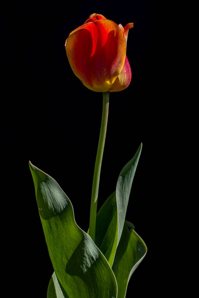 Tulips flower on a black background - Photo, Image