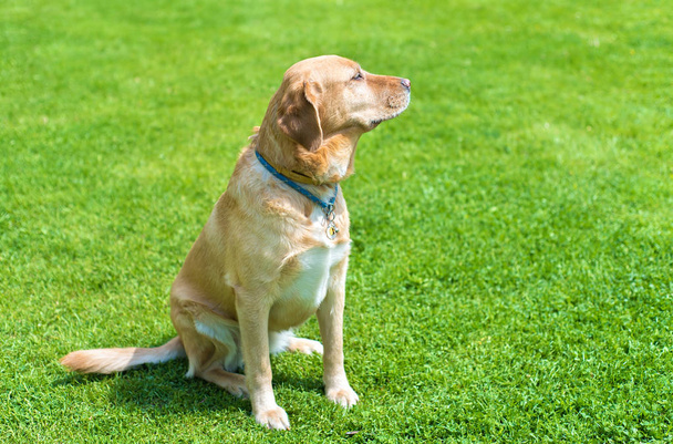 Adorable labrador dog - Фото, зображення
