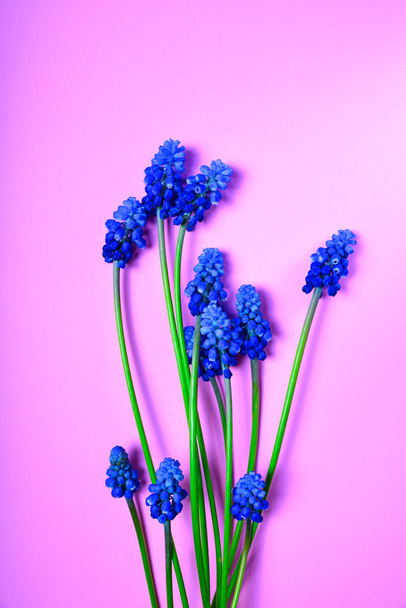 Blauwe Lentebloemen op een roze ondergrond - Foto, afbeelding