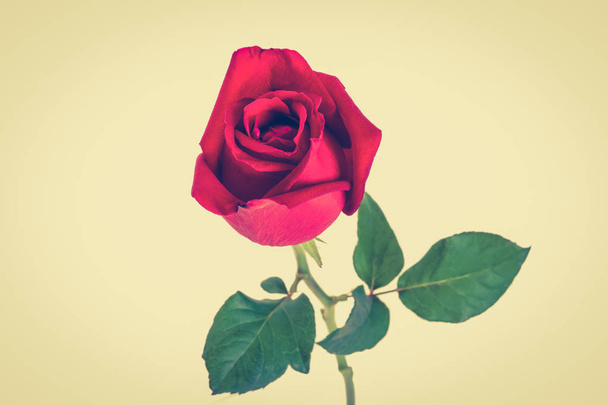 Beautiful red rose, vintage tone - Foto, afbeelding
