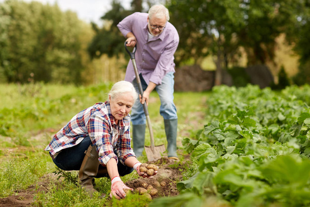 vanhempi pari istuttaa perunoita puutarhassa tai maatilalla
 - Valokuva, kuva