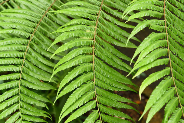 Fern leaf. Fern leaves foliage - Fotó, kép