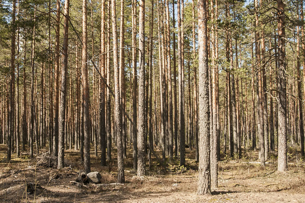 sunny pine forest - Foto, Imagen