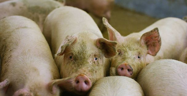 Na fazenda, em uma paddock um grupo de porcos (rosa, marrom) brinca e corre em diferentes direções, o conceito: ecologia, pecuária, agricultura, bio, nutrição
. - Foto, Imagem