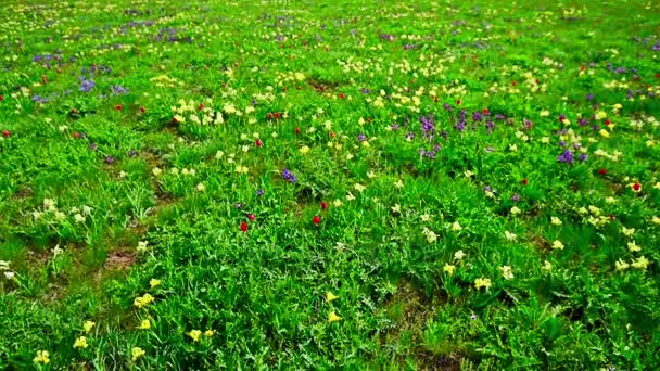 Lente landschap met bloeiende veldbloemen - Video