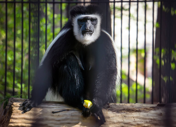 A majom, fehér kézzel gibbon van ül, játszik a háttérben a zöld lombok. - Fotó, kép