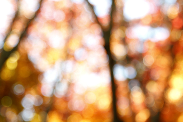 Autumn blur - Foto, afbeelding