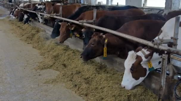 Kühe auf dem Bauernhof. Kühe fressen auf dem Hof - Filmmaterial, Video