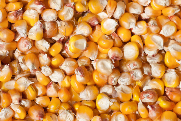 Dried corn as a background. Top view - Fotoğraf, Görsel