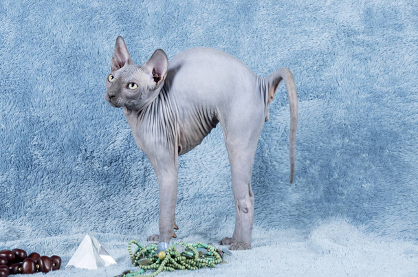 Μπλε καναδική Sphynx η καναδική άτριχος γατάκι γάτα - Φωτογραφία, εικόνα