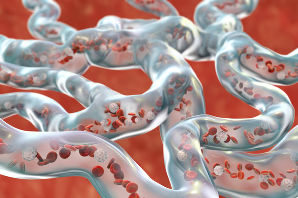Vaisseaux sanguins avec des cellules sanguines circulantes
 - Photo, image