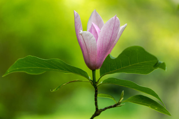 Magnolia grandiflora 'Heaven scent' flower - Фото, зображення