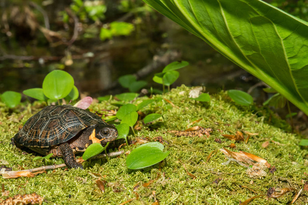 ΤτΕ χελώνα (Glyptemys muhlenbergii) - Φωτογραφία, εικόνα