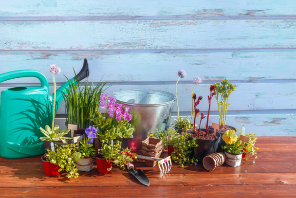 Gartengeräte und Blumen auf Holzgrund - Foto, Bild