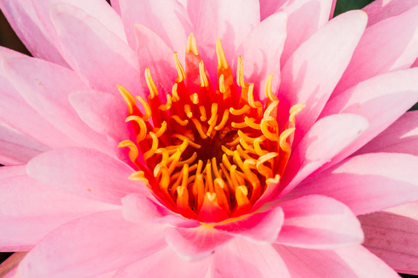  krásná růžová lilie nebo lotosový květ v rybníku - Fotografie, Obrázek
