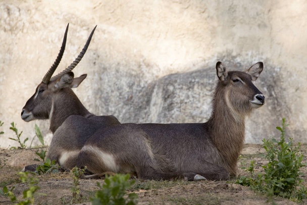 Obrázek antilopa relaxovat na pozadí přírody. Divoká zvířata. - Fotografie, Obrázek