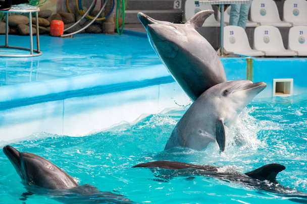 Dolfijn in het zwembad spelen - Foto, afbeelding