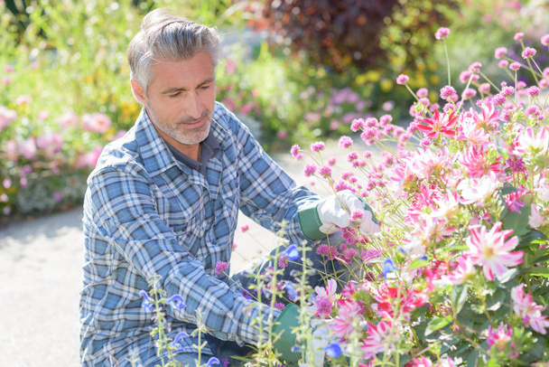 jardinero que tiende a las flores
 - Foto, Imagen