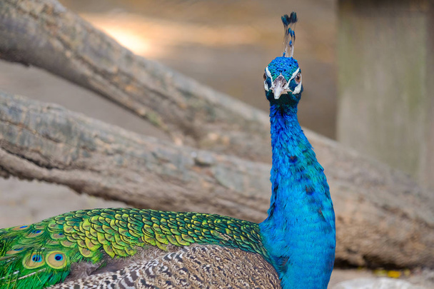 Peacock in het bos stenen Kasteelmuseum, Thailand - Foto, afbeelding