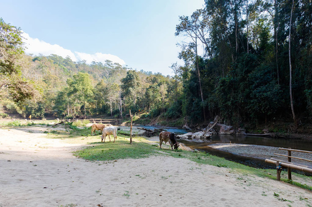 Αγελάδες στο χωριό Soppong - Φωτογραφία, εικόνα