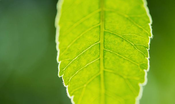 green leaf background - Fotografie, Obrázek
