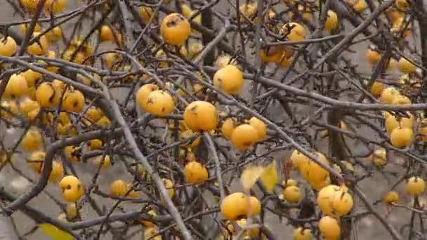 Äste von Apfelbäumen schwingen im Wind - Filmmaterial, Video