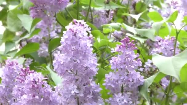 Jarní květiny v lese a zahradě  - Záběry, video