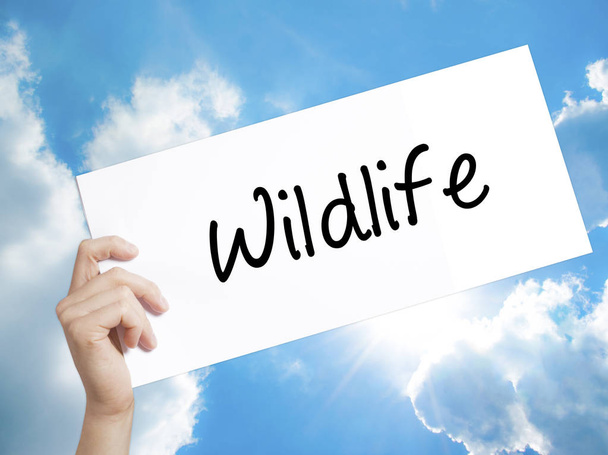 Wildlife  Sign on white paper. Man Hand Holding Paper with text. - Photo, Image