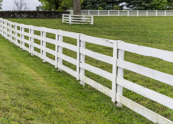 Cerca de cavalo branco em Kentucky
 - Foto, Imagem