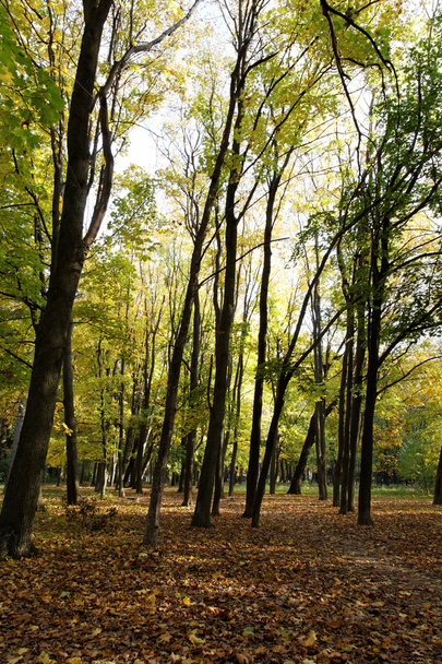 Φθινοπωρινό δάσος - Φωτογραφία, εικόνα