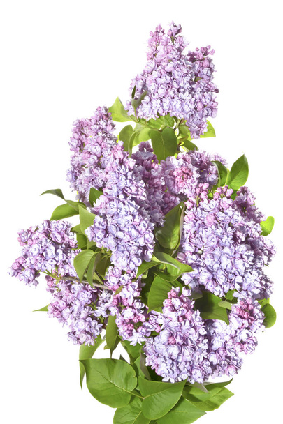Fresh lilac sprigs with flowers on a white background. - Photo, Image