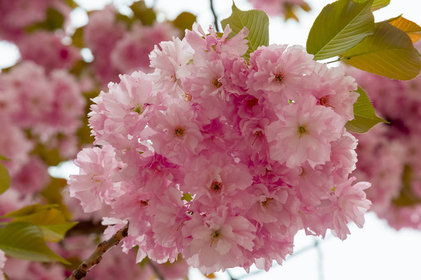 Spring flowering sakura - Photo, Image