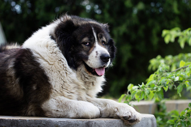Caucasian Shepherd  large guard dog - Photo, Image