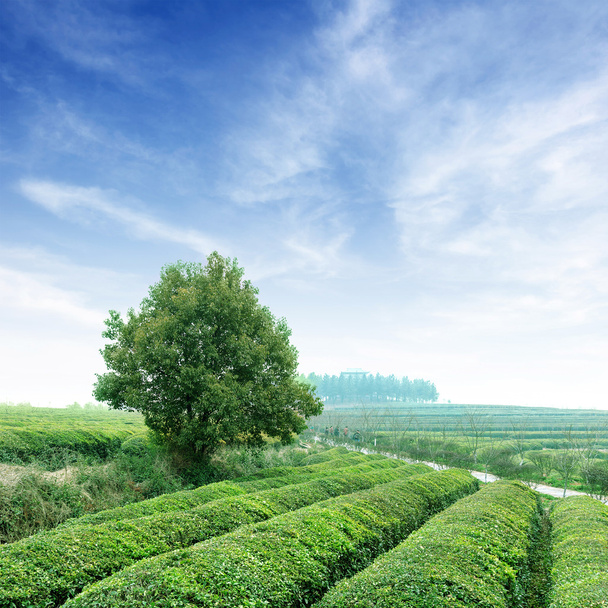 duże obszary plantacji herbaty - Zdjęcie, obraz