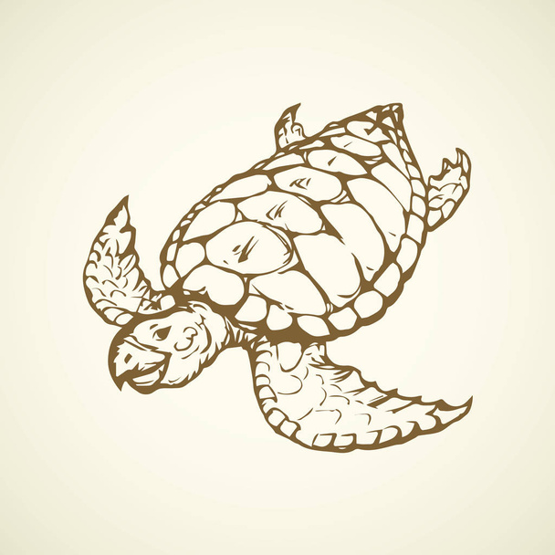 Kilpikonna. Vektoripiirustus
 - Vektori, kuva