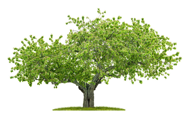 alter isolierter Kirschbaum auf weißem Hintergrund - Foto, Bild