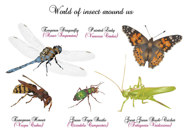 Mundo de insetos ao nosso redor
 - Foto, Imagem