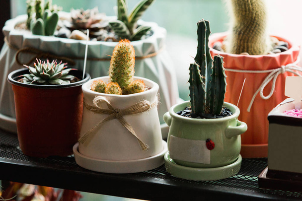 Small cactuses and succulents  - Фото, изображение