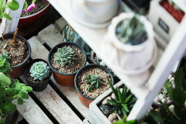 Small cactuses and succulents  - Photo, Image