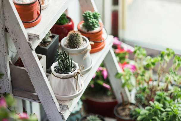 Small cactuses and succulents  - Foto, afbeelding