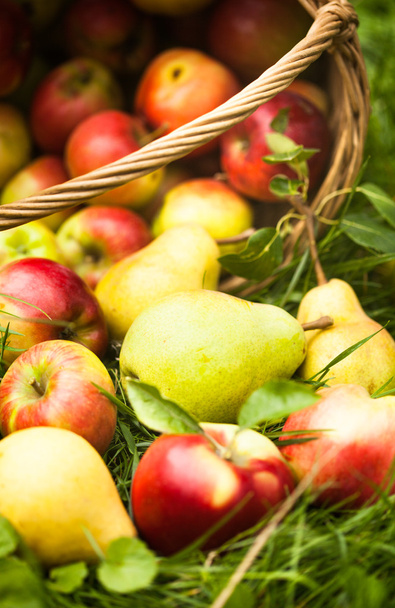Apples and peaches on grass - Fotó, kép
