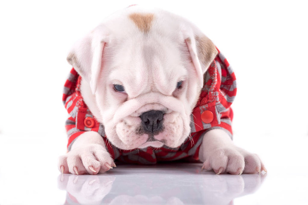 Baby English bulldog - Fotografie, Obrázek