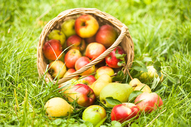 Apples and peaches on grass - Photo, Image