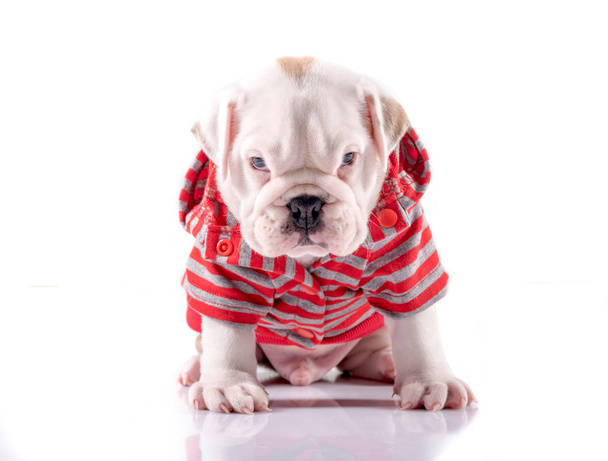 Cute English bulldog puppy - Foto, imagen