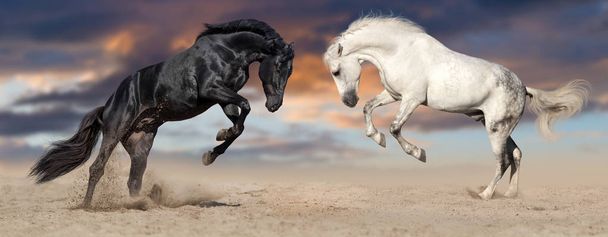 Dva koně v pohybu trčely  - Fotografie, Obrázek