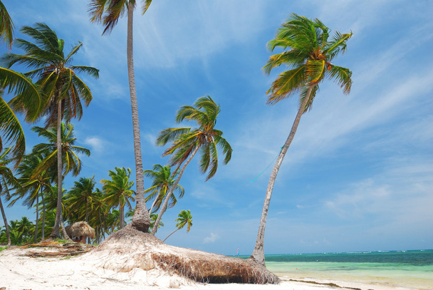 Karaiby dzikiej plaży - Zdjęcie, obraz